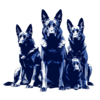 German-shepherds.png