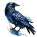 Inquisitive raven 2.png